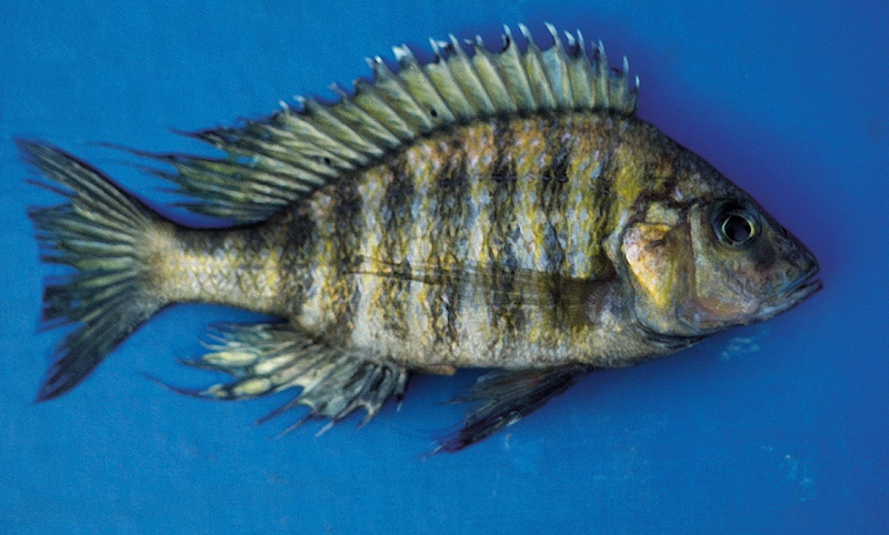 Alticorpus peterdaviesi